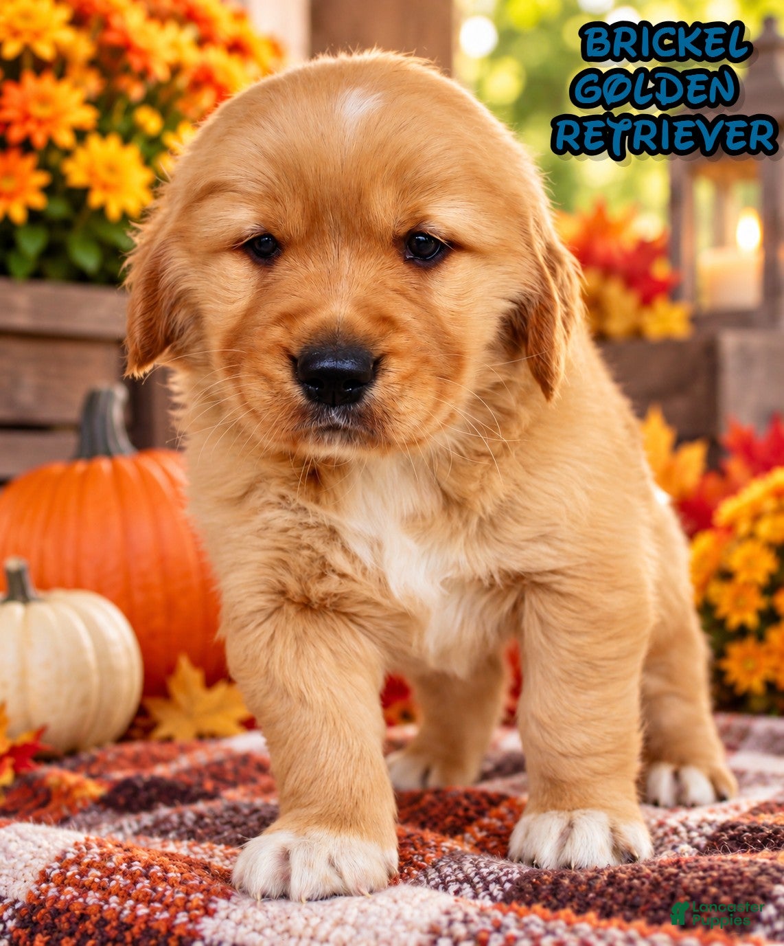 Golden Retriever dogs for sale: Brickel Male AKC Golden Retriever - Ad 1