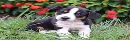 Mixed Breed dogs for sale: Otto - Ad 3