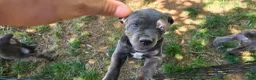 Cane Corso dogs for sale: Female - Ad 1