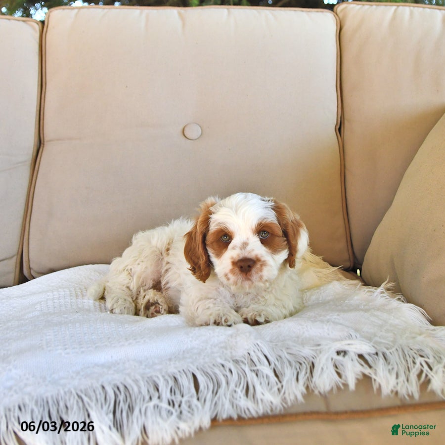 Cavapoo dogs for sale: Tyler - Ad 4