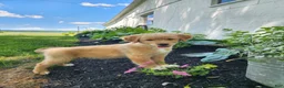 Mixed Breed dogs for sale: Nova - Ad 4