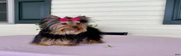 Yorkshire Terrier dogs for sale: Sushi - Ad 11