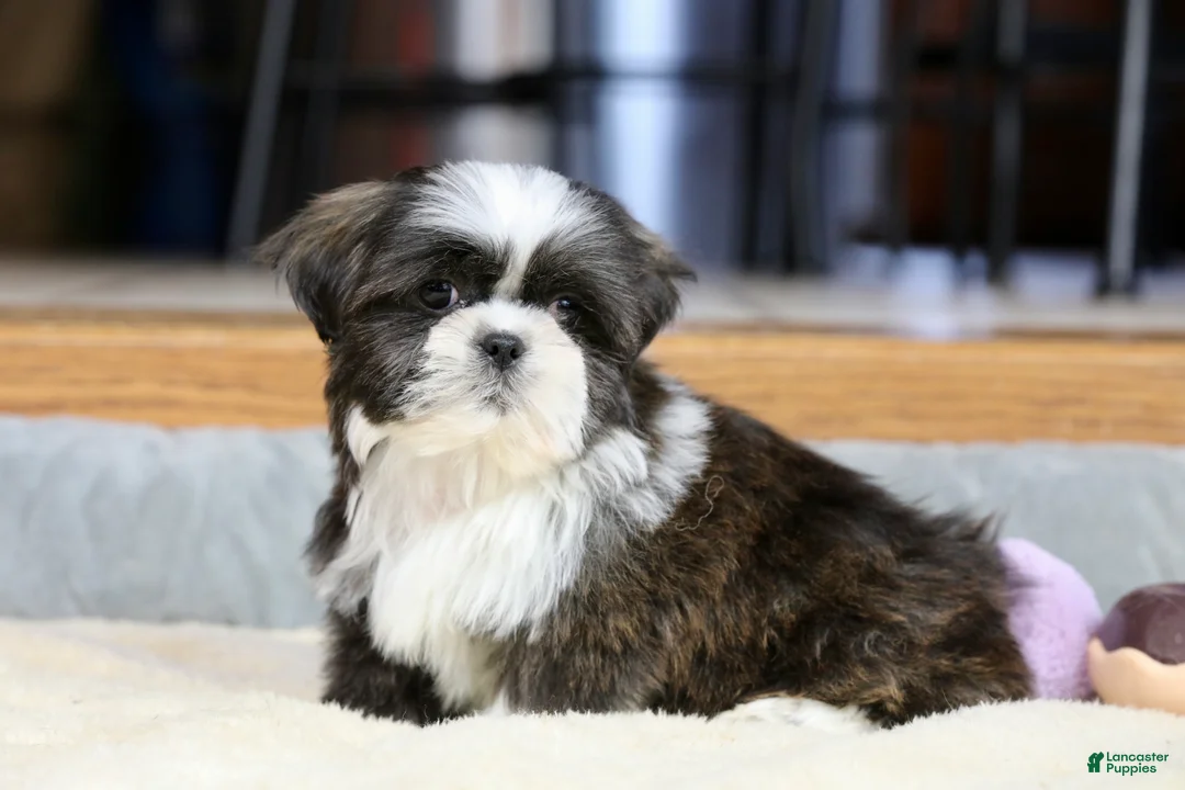 Shih Tzu dogs for sale: Stanlee - Ad 16