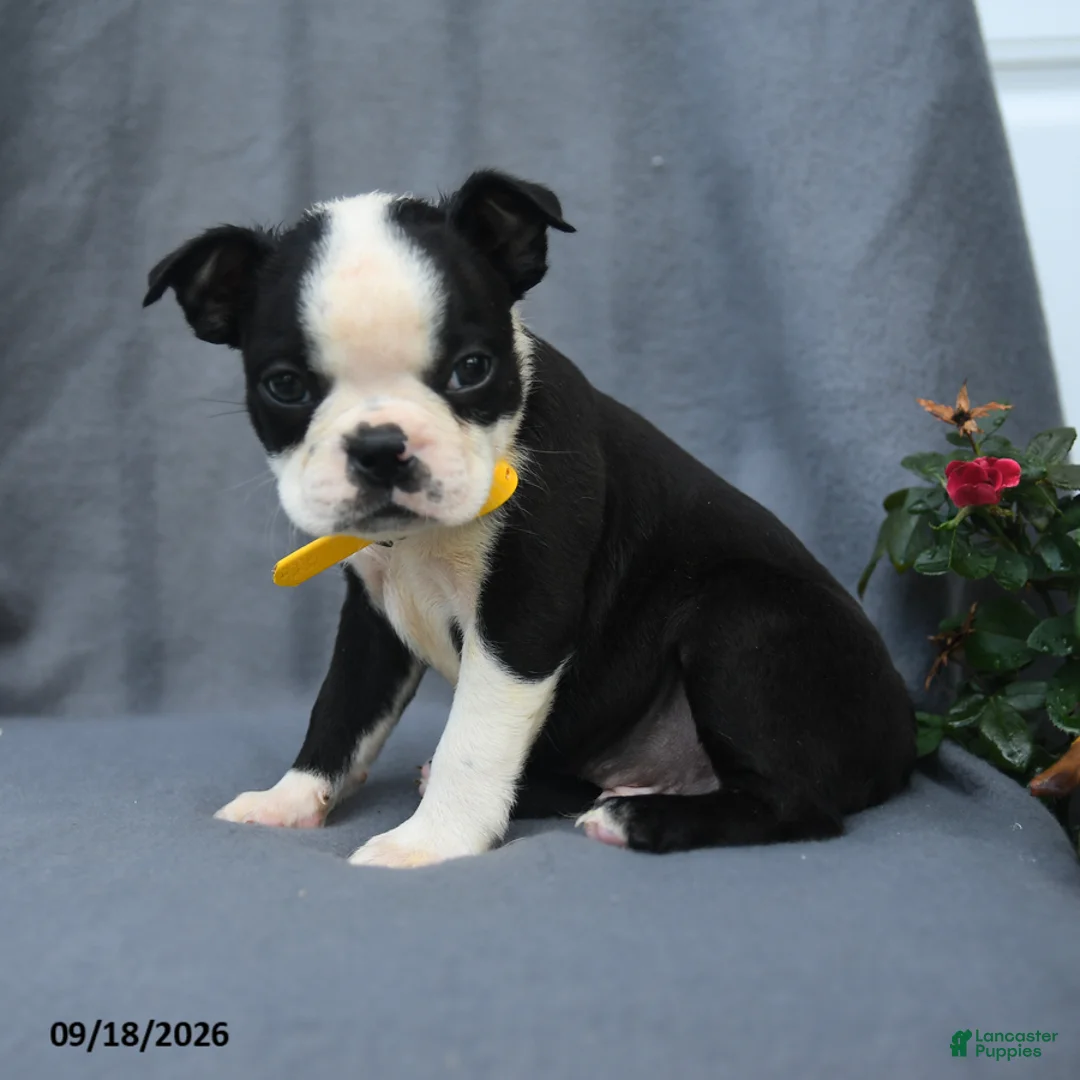 Boston Terrier dogs for sale: Oreo - Ad 1