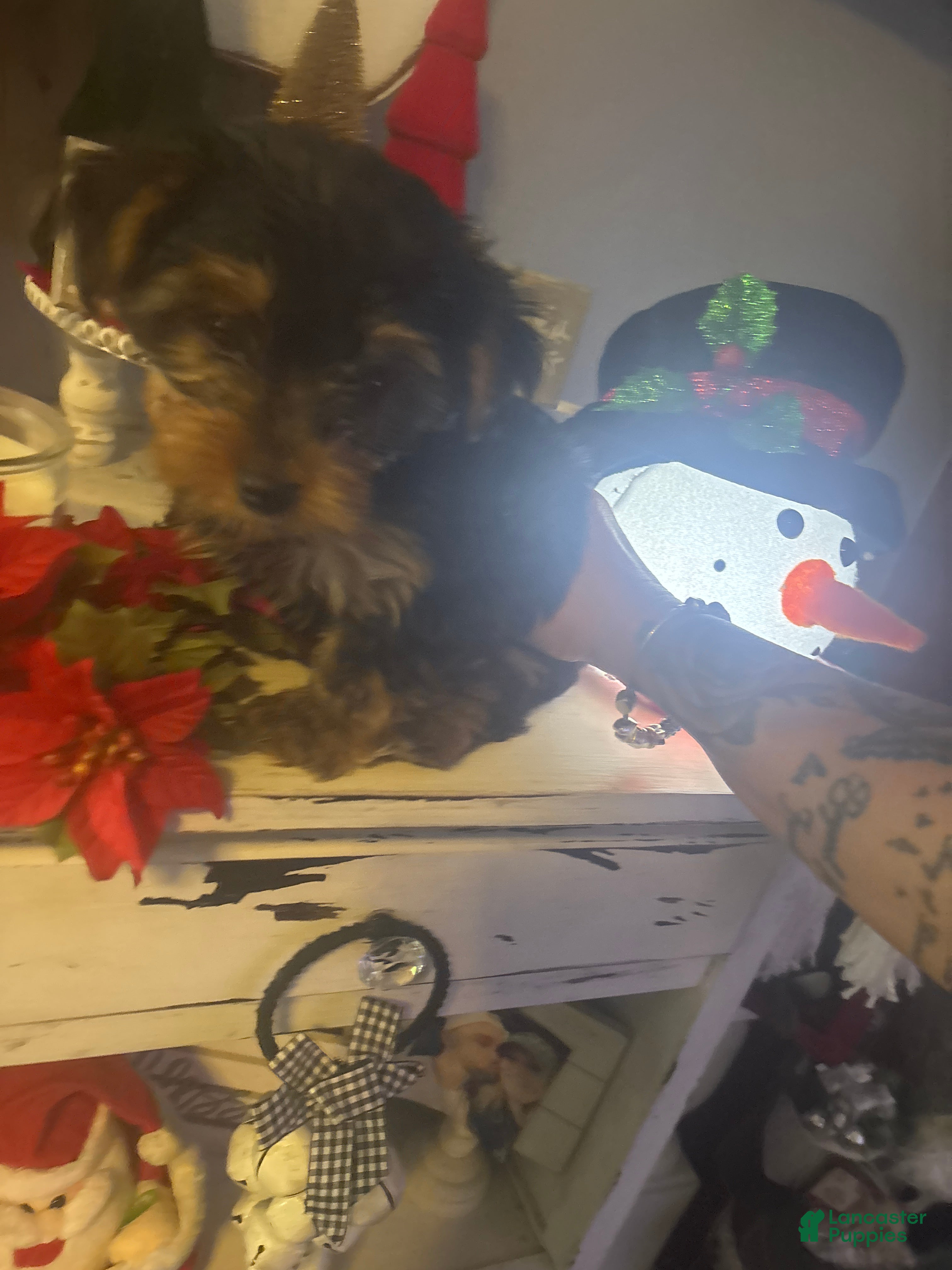 Yorkshire Terrier dogs Yorkshire Terrier sue - Ad 8