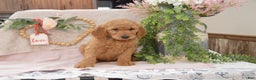 Goldendoodle dogs for sale: Rylan - Ad 6