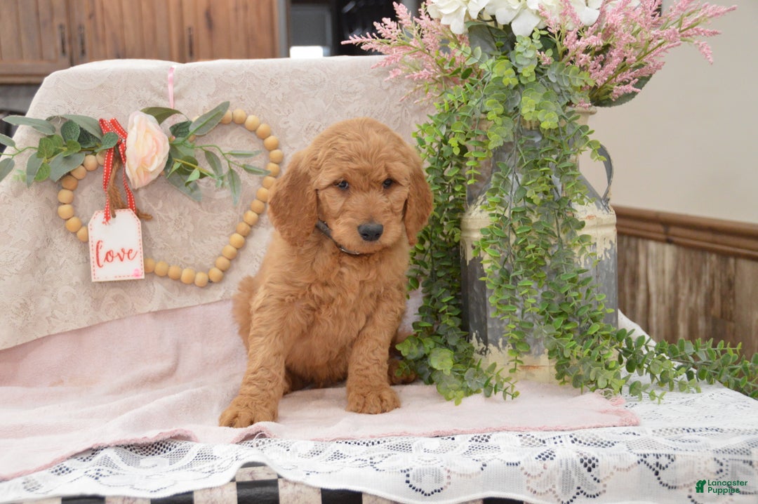 Goldendoodle dogs for sale: Rylan - Ad 6