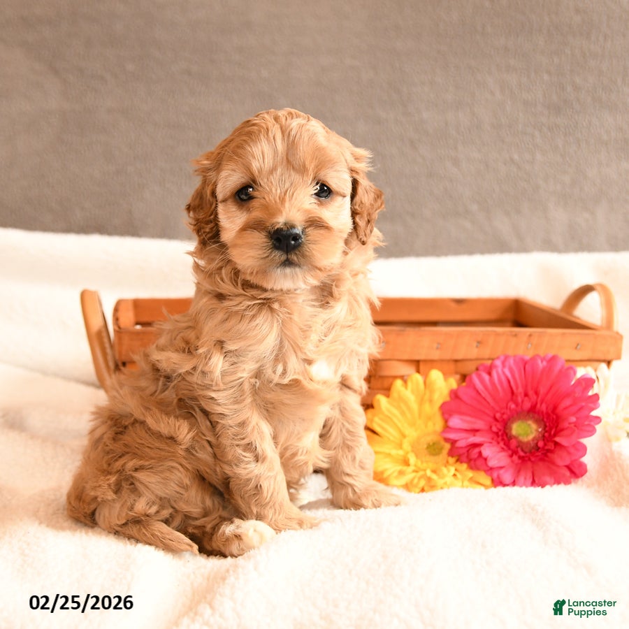 Cockapoo dogs Pansy - Ad 1