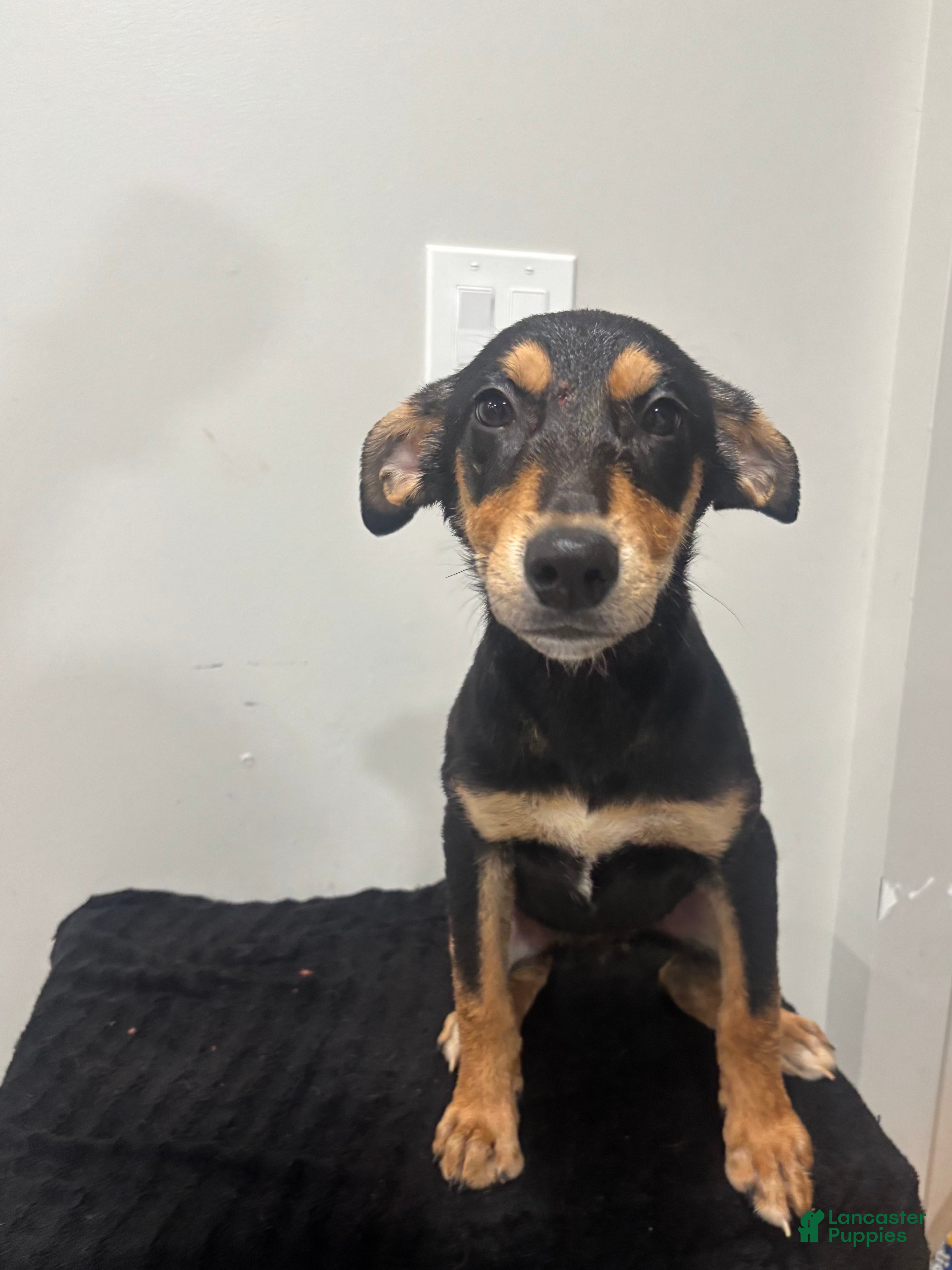 Mixed Breed dogs Mixed Breed Puppy 8 - Ad 1