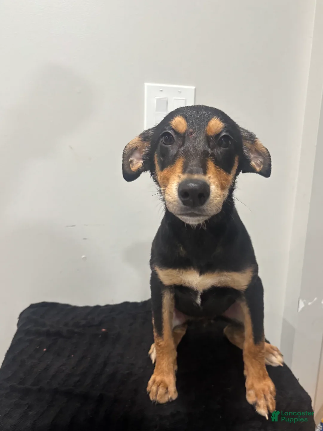Mixed Breed dogs for sale: Mixed Breed Puppy 8 - Ad 1