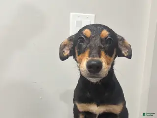Mixed Breed dogs for sale: Mixed Breed Puppy 8 - Ad 2