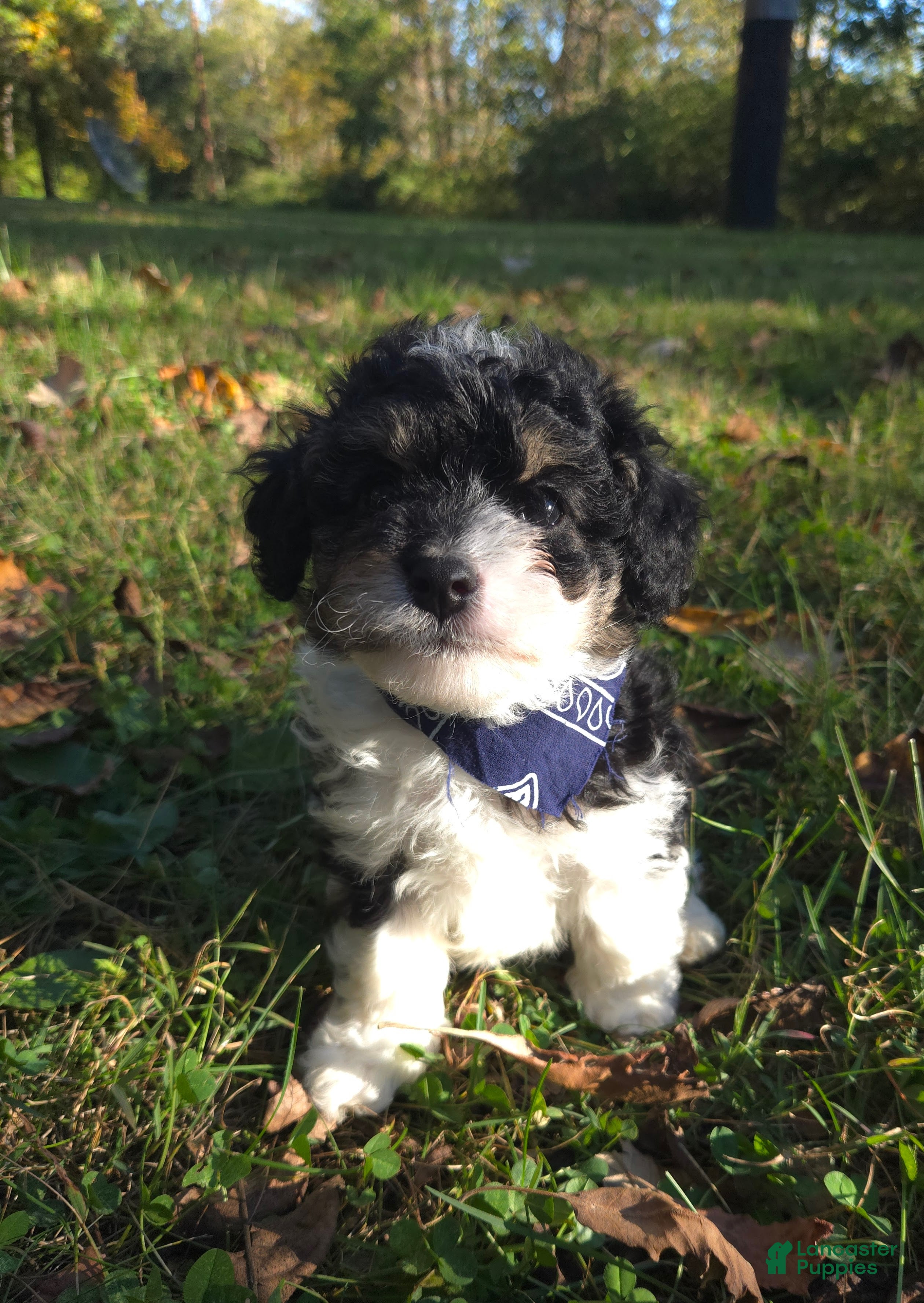 Cavapoo dogs Aster - Ad 1