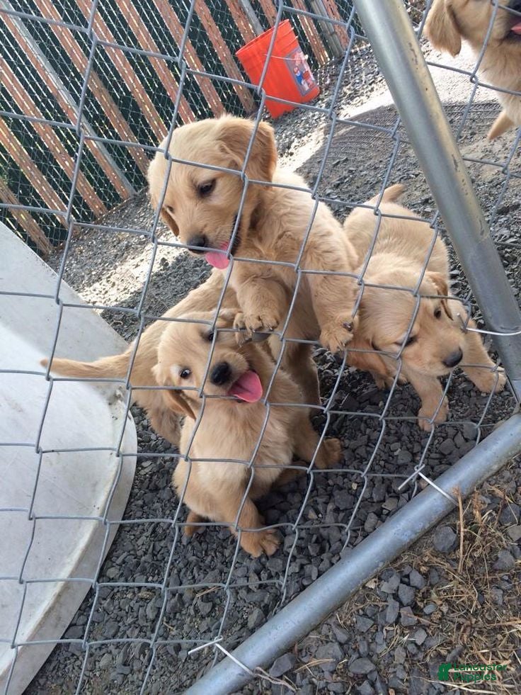 Miniature Golden Retriever dogs Miniature Golden Retriever 4 - Ad 14