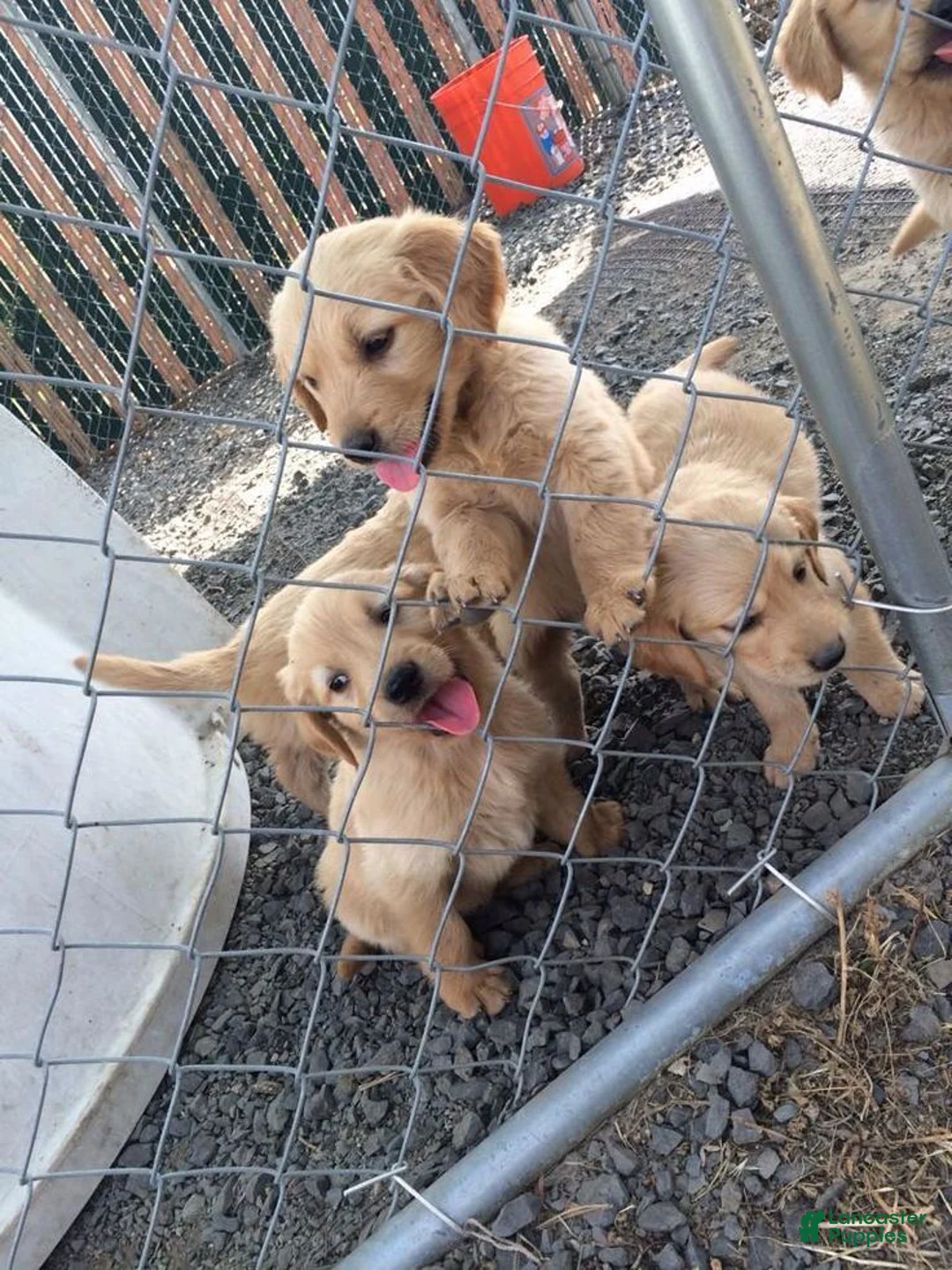 Miniature Golden Retriever dogs for sale: Miniature Golden Retriever 4 - Ad 1