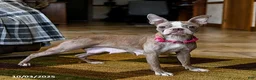 Boston Terrier dogs for sale: Kingston - Ad 6
