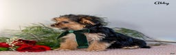 Morkie dogs for sale: Abby - Ad 3