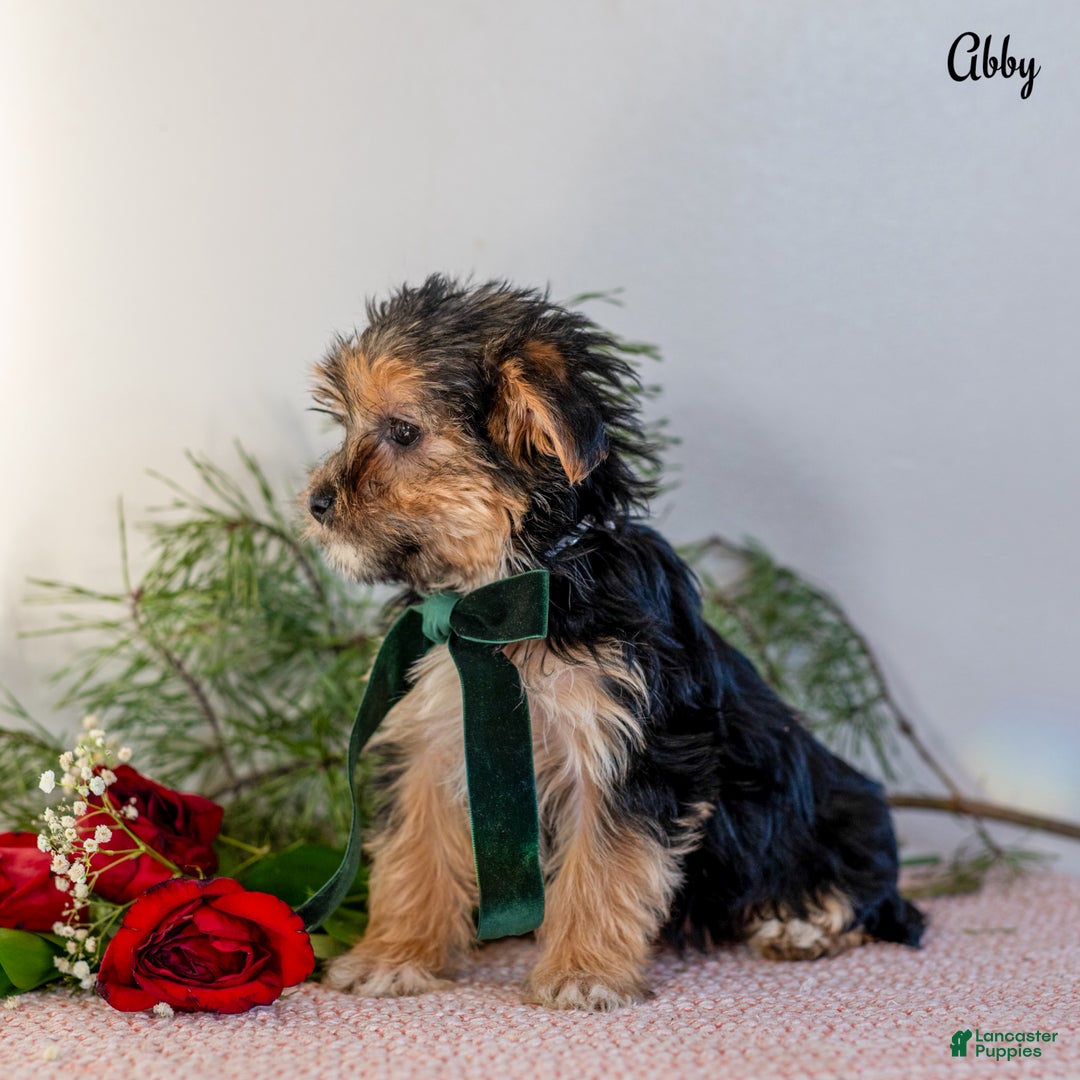 Morkie dogs for sale: Abby - Ad 3