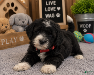 Mixed Breed dogs Male 3 - Ad 2