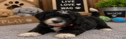 Mixed Breed dogs for sale: Male 3 - Ad 2