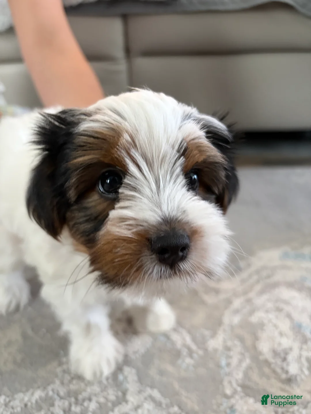 Yorkshire Terrier dogs for sale: Yorkshire Terrier Male - Ad 2