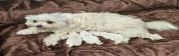 Morkie dogs for sale: Morkie 3 - Ad 6