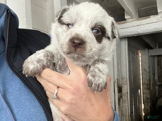 Australian Cattle Dog dogs Frankie - Ad 31