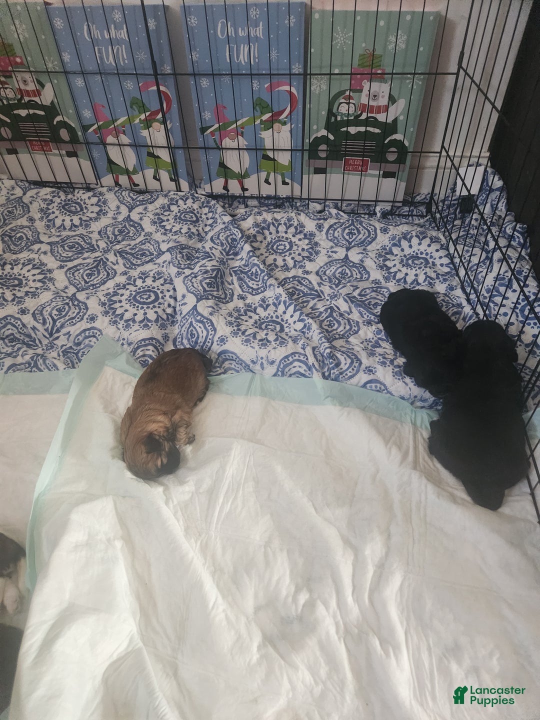 Shih Tzu dogs for sale: Shih Tzu Puppy 3 - Ad 2