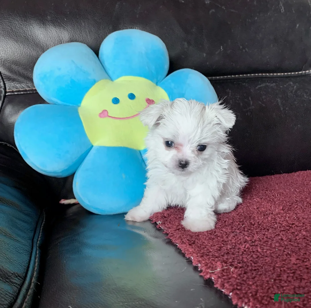 Maltese dogs for sale: Mary - Ad 1