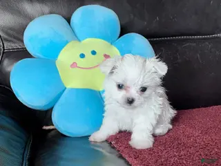 Maltese dogs for sale: Mary - Ad 2