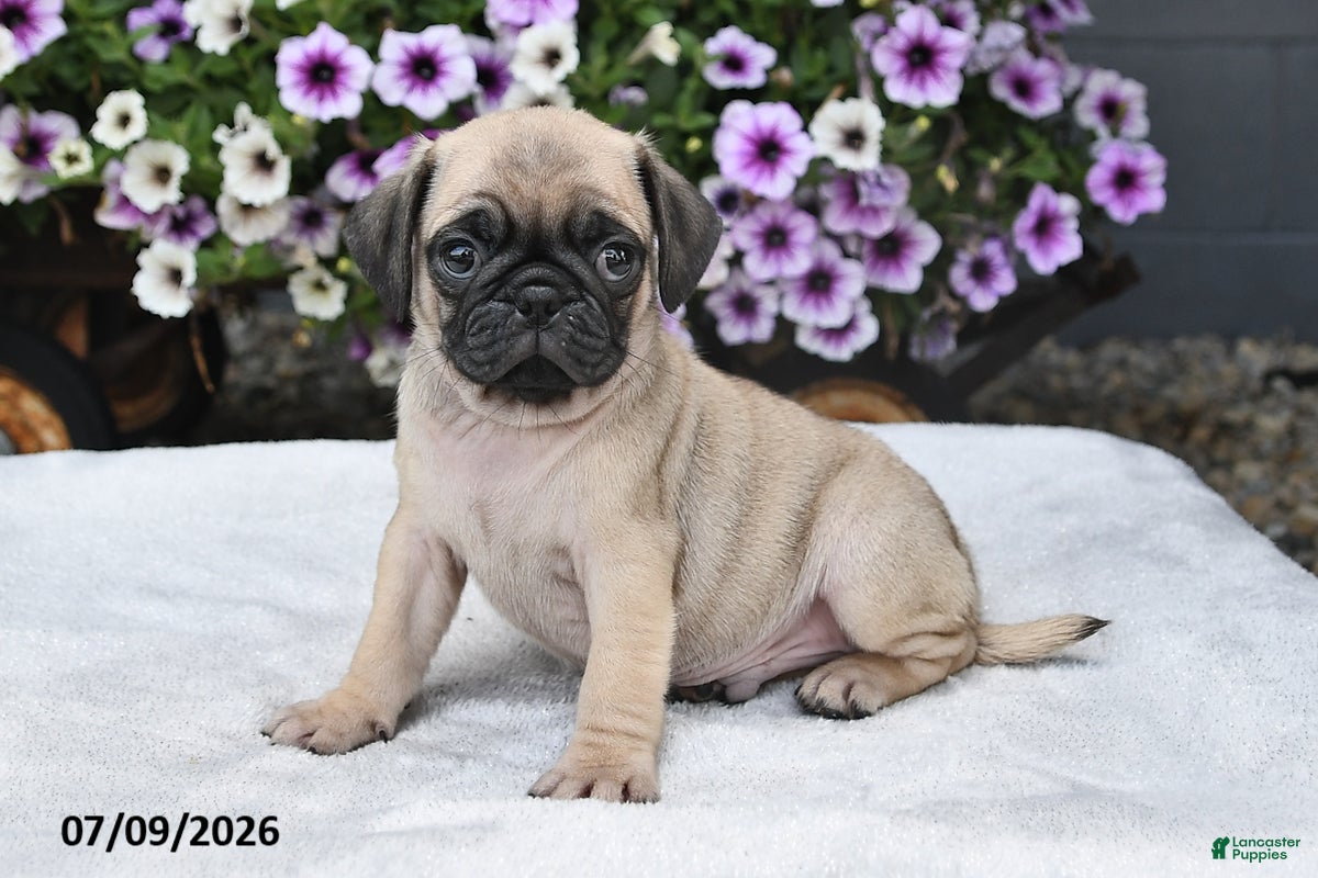 Pug dogs Ranger - Ad 2