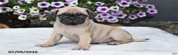 Pug dogs for sale: Ranger - Ad 3