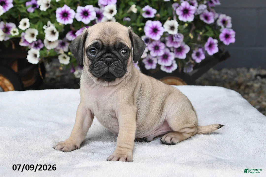 Pug dogs for sale: Ranger - Ad 2