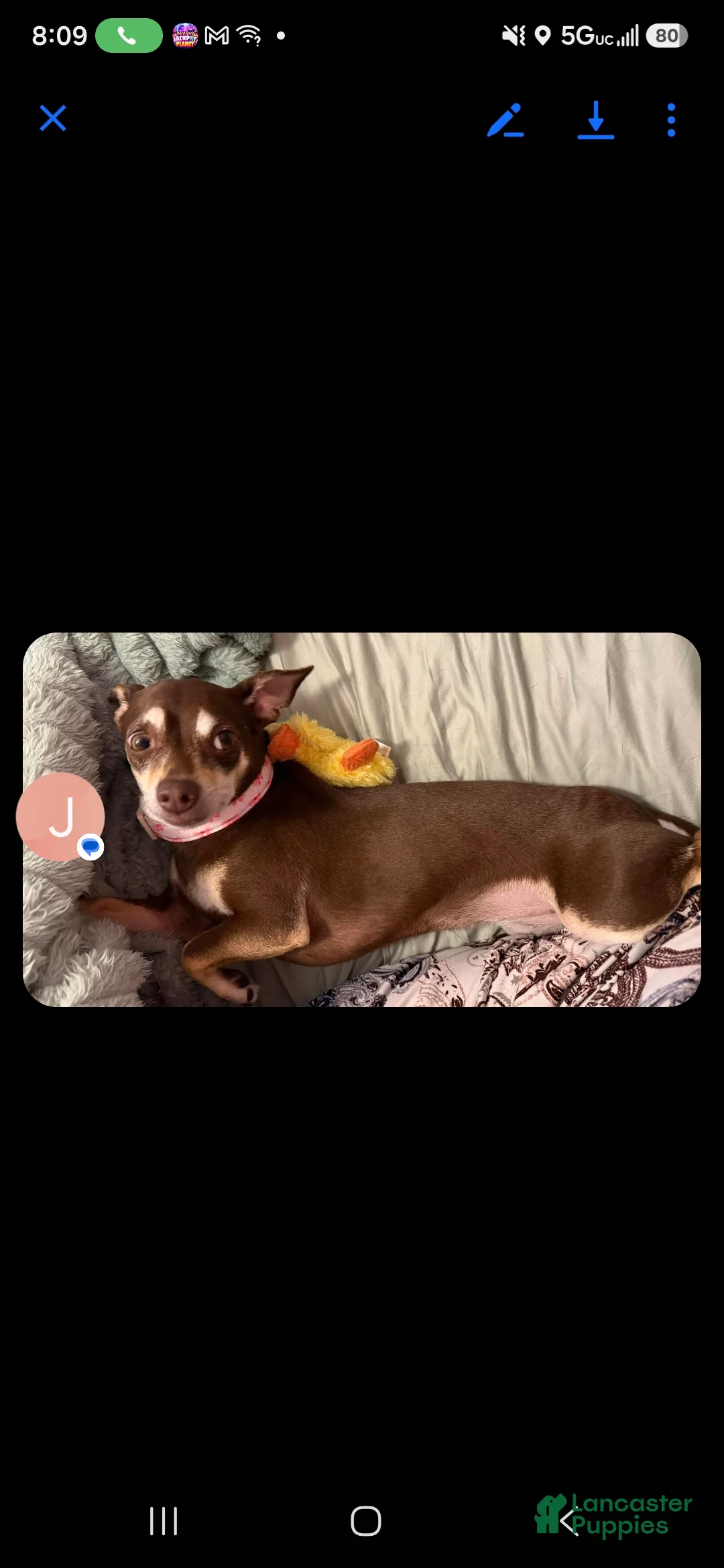 Pomchi dogs for sale: Pomchi 1 - Ad 2
