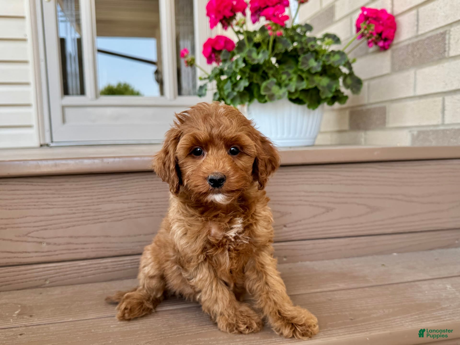 Cockapoo dogs Samantha - Ad 9