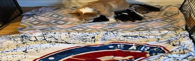 Welsh Corgi Pembroke Puppy 5