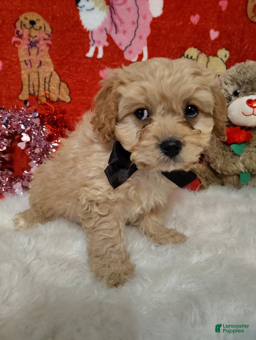 Cavapoo dogs for sale: Henry  - Ad 5