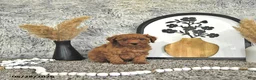 Toy Poodle dogs for sale: Jacoby - Ad 7