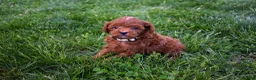 Miniature Poodle dogs for sale: Denver  💕🐶 - Ad 4