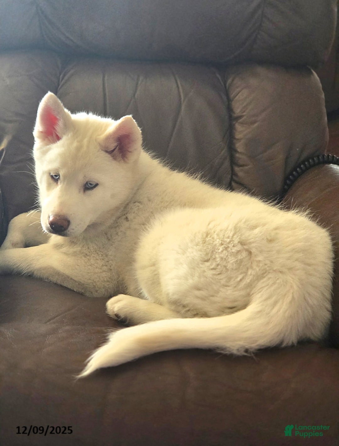 Siberian Husky dogs for sale: Vixen - Ad 1