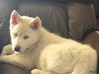 Siberian Husky dogs Vixen - Ad 1