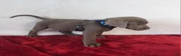 Labrador Retriever dogs for sale: Reagan - Ad 4
