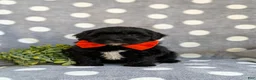 Havapoo dogs for sale: Rascal Hypoallergenic - Ad 3