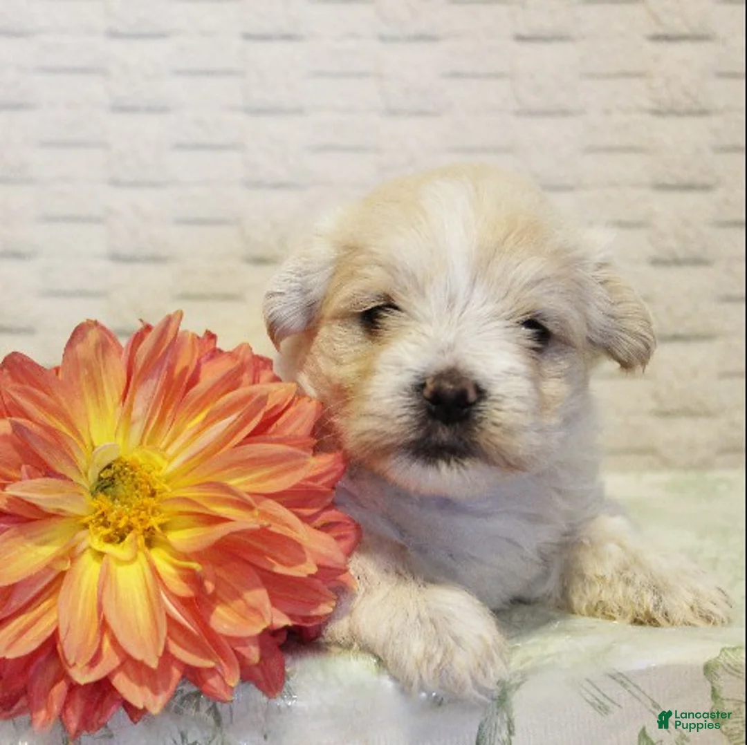 Morkie dogs for sale: Toffee - Ad 1