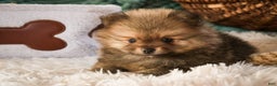 Pomeranian dogs for sale: Mr. Darcy - Ad 8