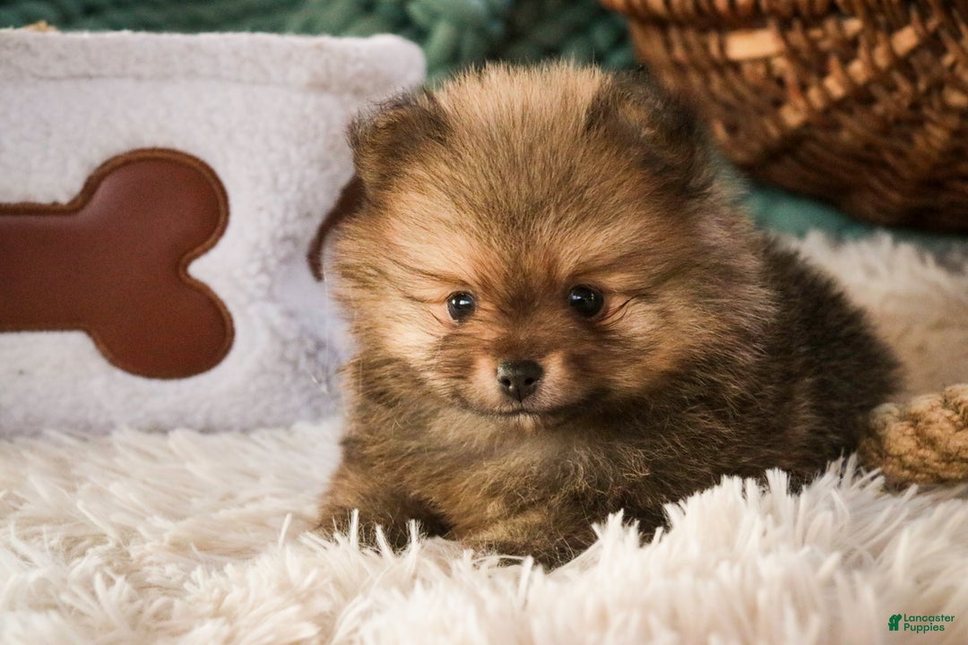 Pomeranian dogs for sale: Mr. Darcy - Ad 8