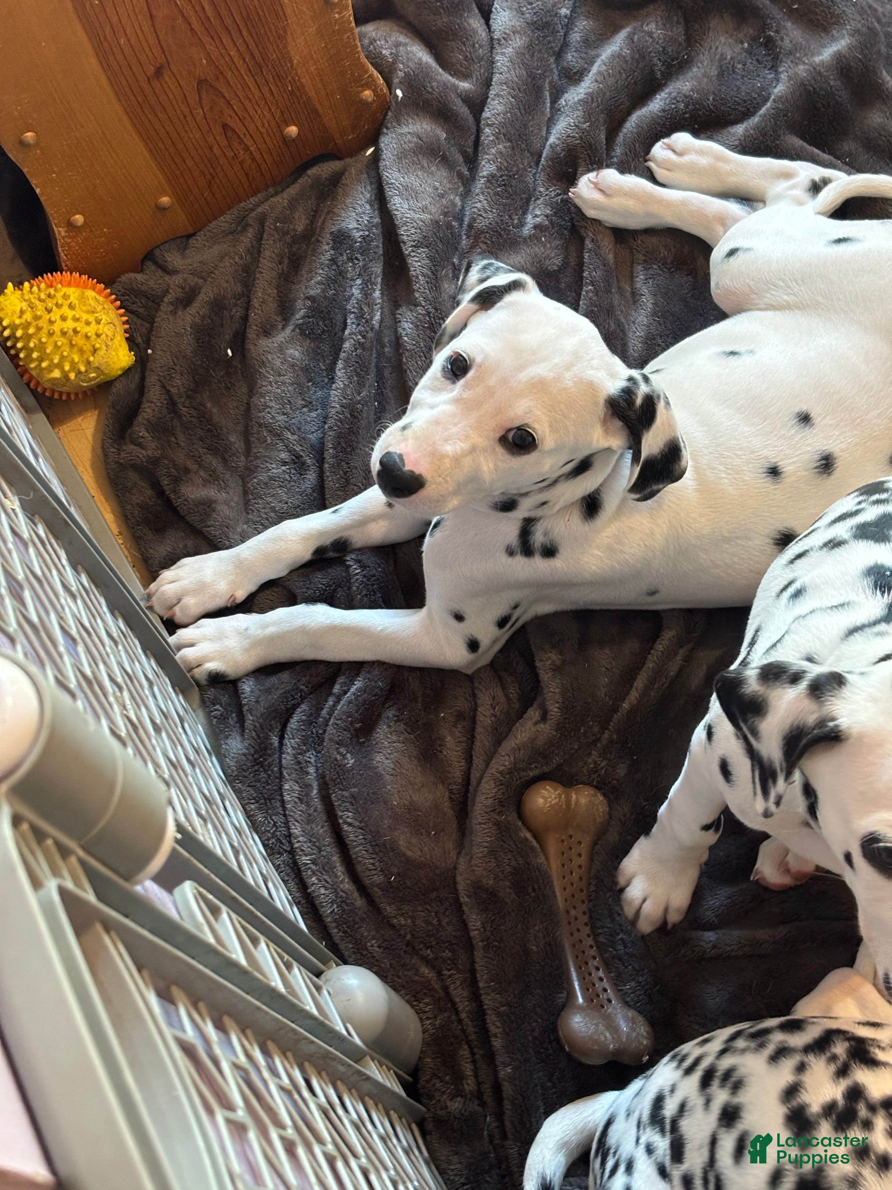 Dalmatian dogs Dalmatian 8 - Ad 11