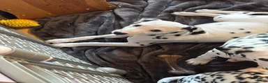 Dalmatian 8