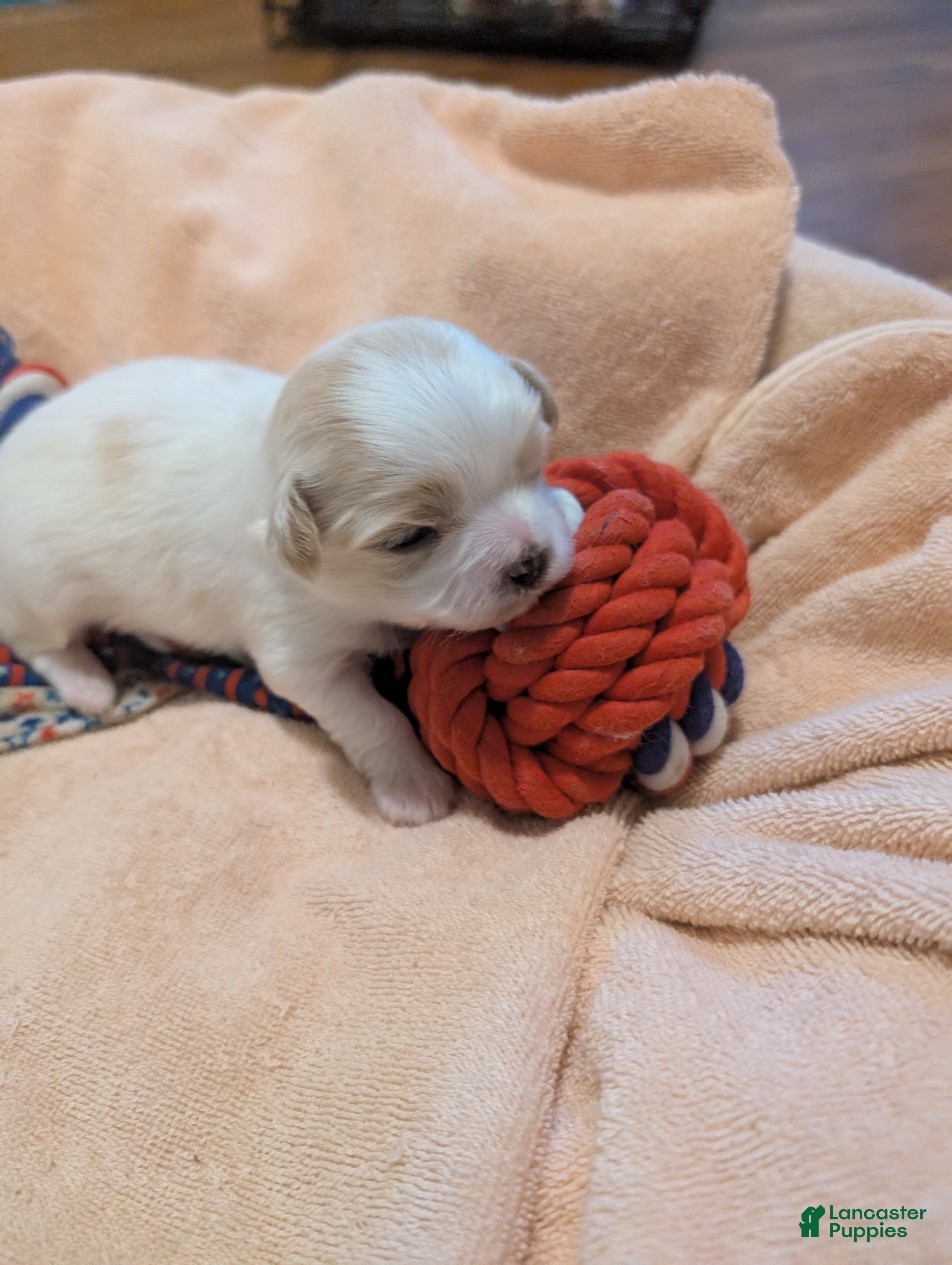 Teddy Bear dogs Teddy Bear Puppy 3 - Ad 6