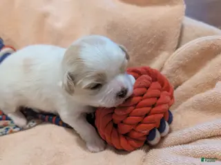 Teddy Bear dogs Teddy Bear Puppy 3 - Ad 23