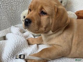 Labrador Retriever dogs Fly • Grey - Ad 24